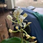 Spathoglottis plicata Λουλούδι