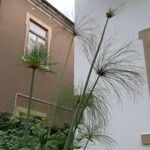 Cyperus papyrus Folha