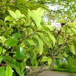 Magnolia figo Hoja