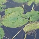 Nymphoides indica Leaf