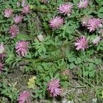 Trifolium resupinatum Habit