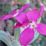 Matthiola incana Blüte