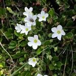 Arenaria montanaᱵᱟᱦᱟ