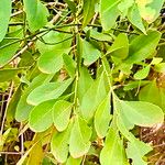 Combretum imberbe Leaf