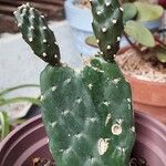 Consolea rubescens Hoja