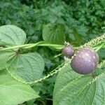 Dioscorea bulbifera Фрукт