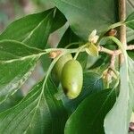 Cornus officinalisFrukt