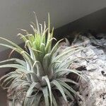 Tillandsia fasciculata Yaprak