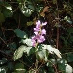 Francoa appendiculata Flor