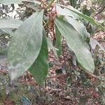 Acokanthera oppositifolia Leaf