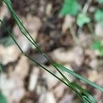 Poa nemoralis Leaf