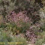 Limonium insigne Habit