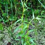 Epilobium palustre Blatt