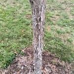 Quercus garryana Corteza