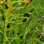 Bulbine abyssinica Fruto