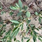 Polygonum maritimum Hostoa