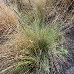 Festuca asplundii 形态