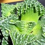 Faucaria tigrina ഇല