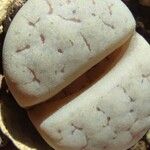 Lithops gracilidelineata Folha