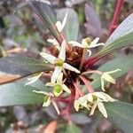 Tasmannia lanceolata Blüte