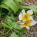 Tulipa saxatilis Flor