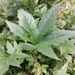 Filipendula rubra Leaf