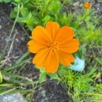 Cosmos sulphureusÇiçek