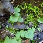 Cymbalaria hepaticifolia Листок