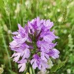 Neotinea tridentata Flower