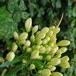 Agapanthus spp. Blomst