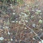 Daucus muricatus Libunga