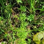 Aconitum volubile