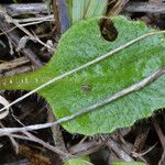 Micranthes californica Leaf