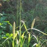 Setaria pumila Habit