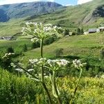 Heracleum sphondylium Hábito