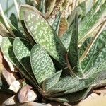 Gasteria disticha Leaf