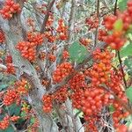 Coprosma robusta Fruit