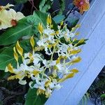 Dendrobium conanthum Flower