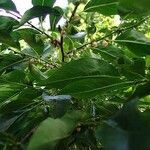 Diospyros virginiana Hoja