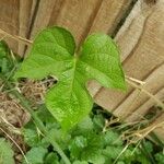 Ipomoea hederaceaBlatt