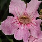 Podranea ricasoliana Flower