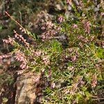 Erica multiflora Fuelha