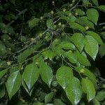 Maprounea guianensis Flower