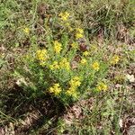 Hypericum empetrifolium Habitus