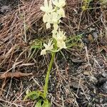 Orchis provincialis Flor