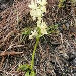 Orchis provincialis Bloem