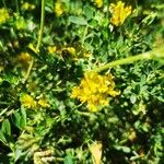 Medicago falcata Flower