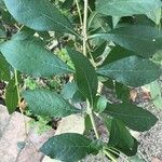 Rotheca myricoides पत्ता