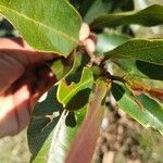 Syzygium guineense Folha