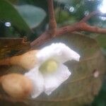 Piliostigma thonningii Φύλλο